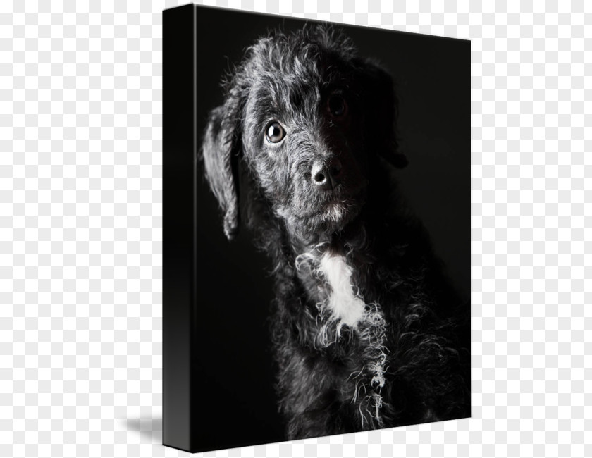 Puppy Schnoodle Boykin Spaniel Flat-Coated Retriever Portuguese Water Dog Spanish PNG