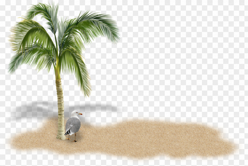 Sand Stock Photography Arecaceae Tree Royalty-free PNG