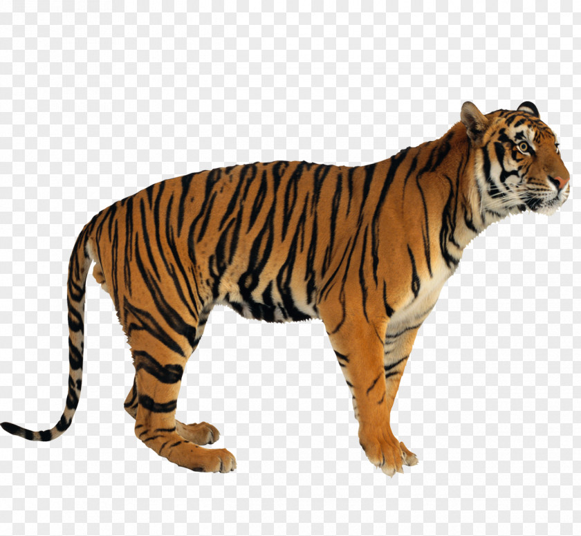 Tiger Picture Material Aprender A Comprender: Programa De Comprensixf3n Verbal Cat PNG