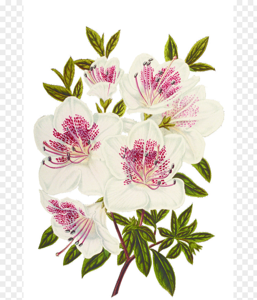 Flower Cut Flowers White Floral Design PNG