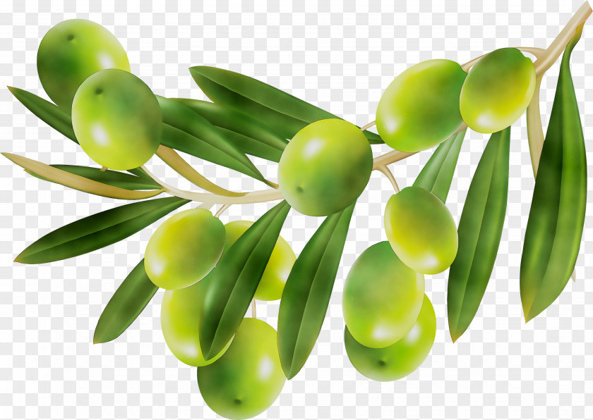 Olive Oil Vegetable Cooking Oils PNG