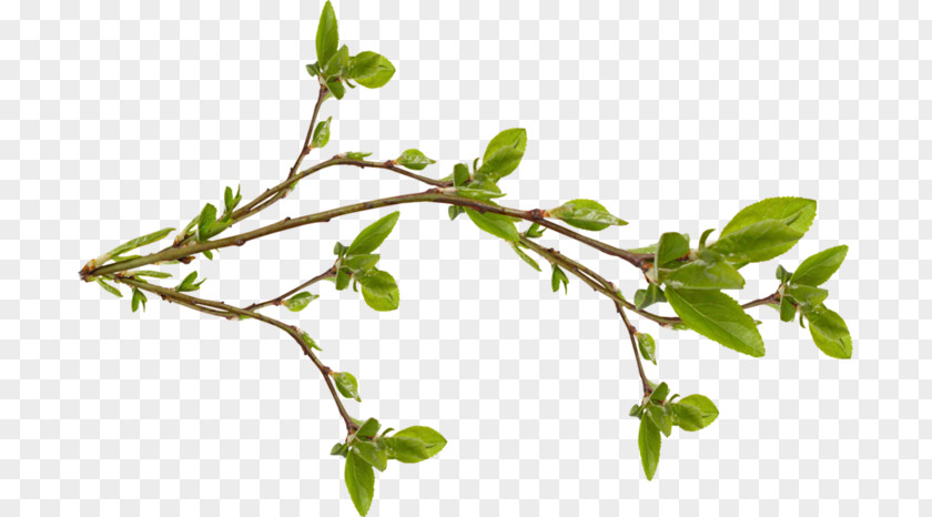 Pouring Twig Branch Tree Leaf Bud PNG