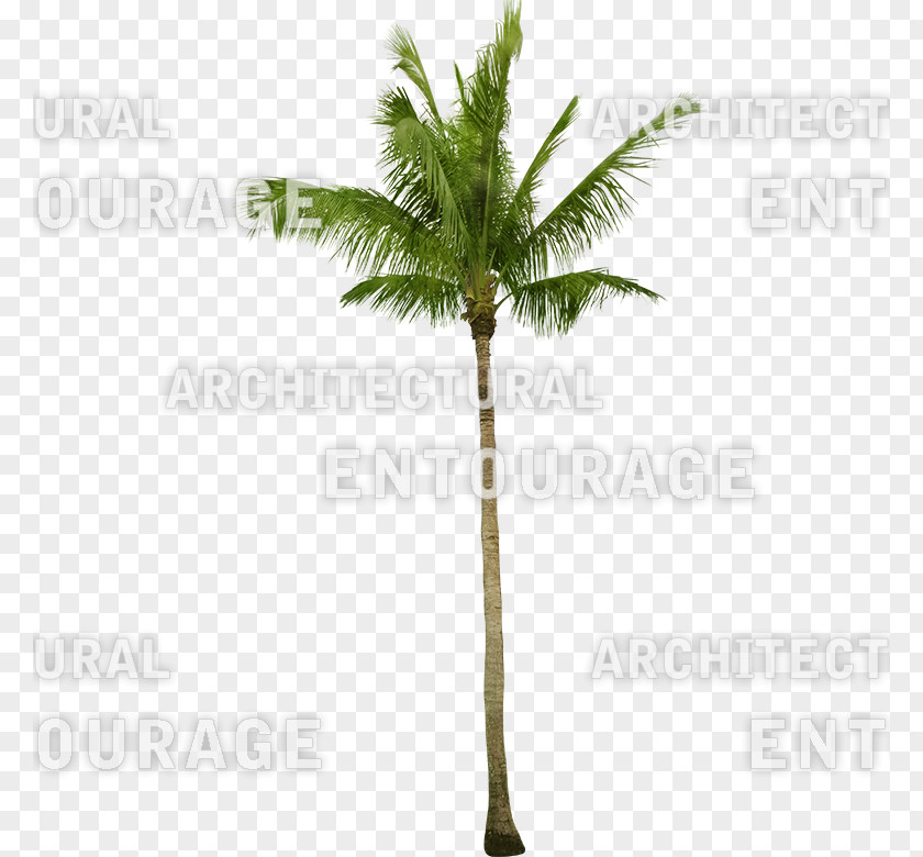 Coconut Asian Palmyra Palm Oil Palms Date Flowerpot PNG
