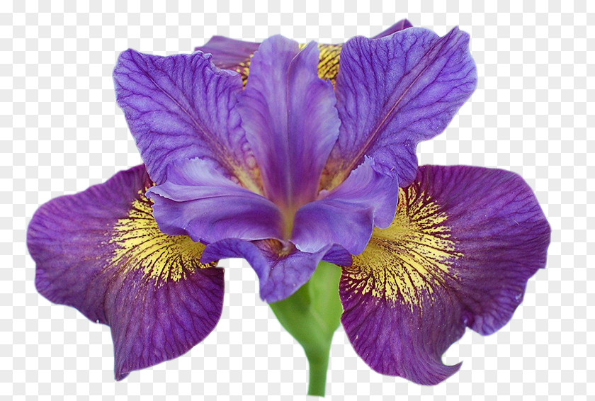 Flower Siberian Iris Northern Blue Flag Garden Roses Family PNG