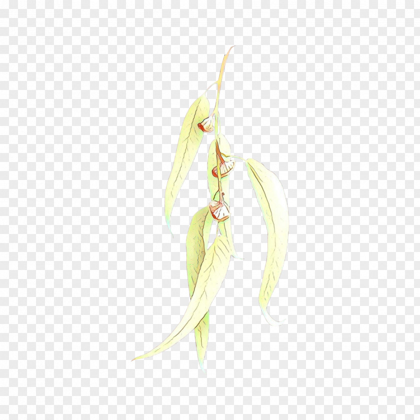 Flowering Plant Legume Flower Vegetable PNG