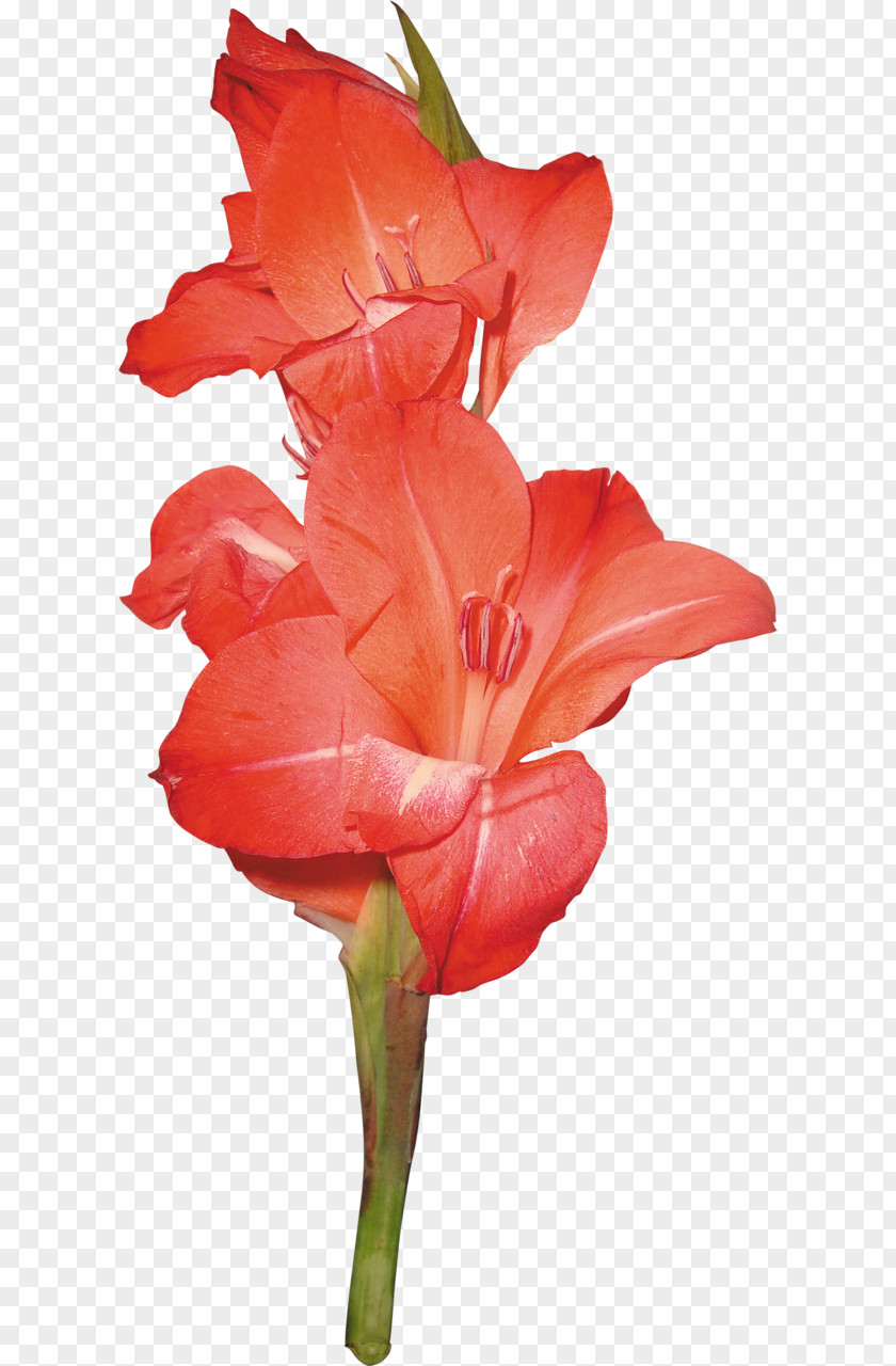 Flowers Flower Colour Reverse Clip Art PNG
