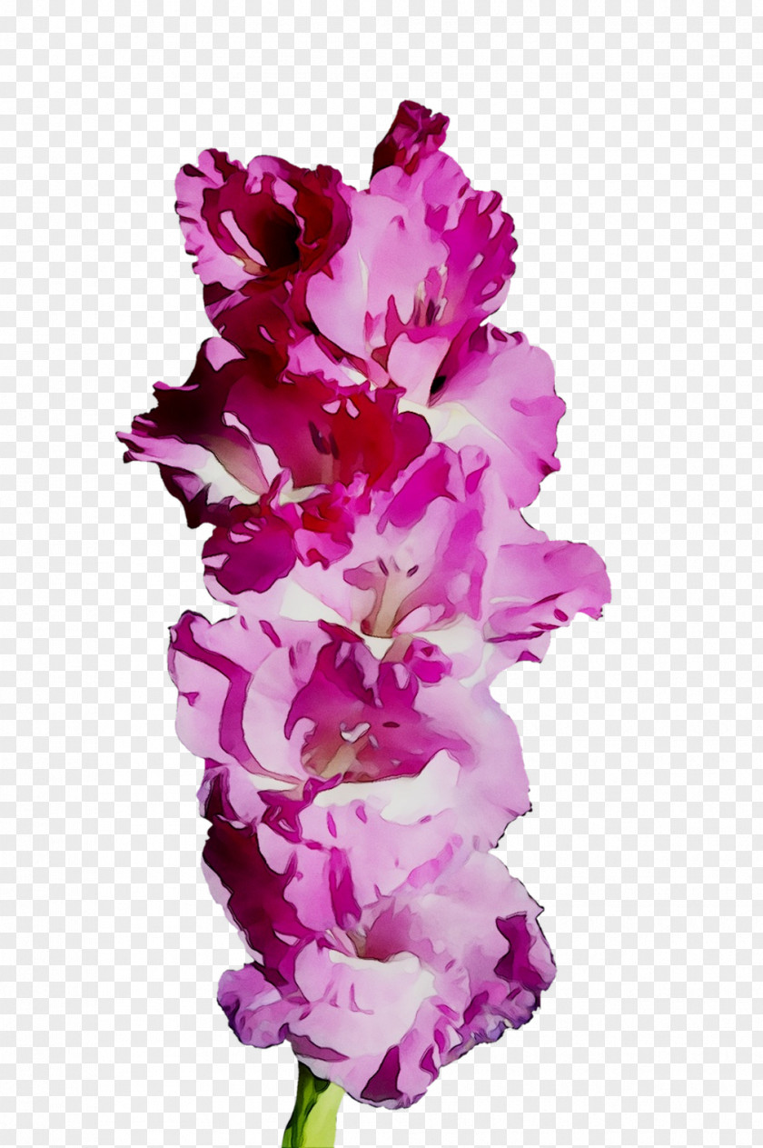 Gladiolus Cut Flowers Pink M RTV PNG