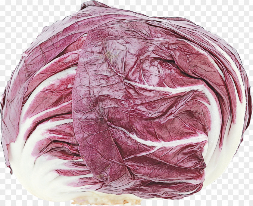 Plant Radicchio Red Cabbage Vegetable Pink Wild PNG