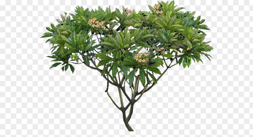 Tree Plumeria Alba Shrub Plant PNG