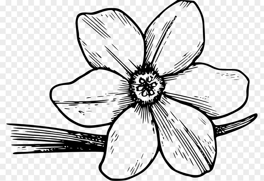 Free Cliparts Azaleas Flowering Dogwood Drawing Clip Art PNG