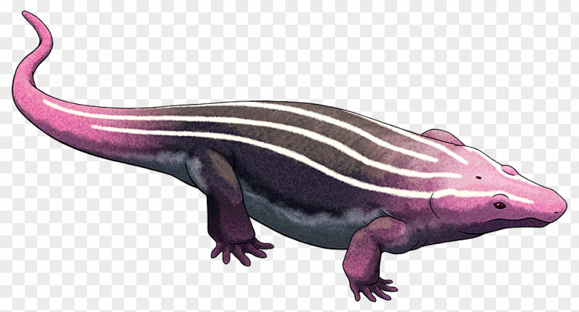 Amphibian Lepospondyli Temnospondyli Salamander Platyhystrix Animal PNG