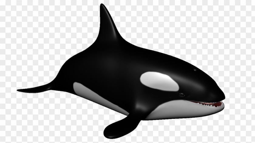 Dolphin Killer Whale Porpoise Cetacea Aquatic Animal PNG