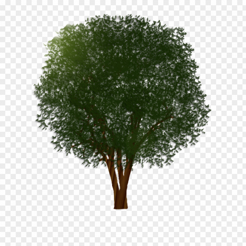 Tree Branch Shrub Muntingia Calabura Trunk PNG