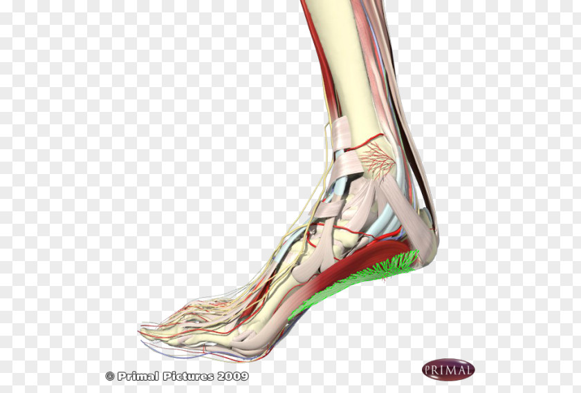 Foot Pain Heel Plantar Fasciitis Sole Fascia PNG