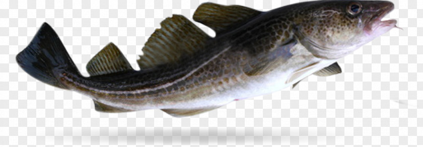 Gadus Morhua Atlantic Cod Fish Food Japanese Eel PNG
