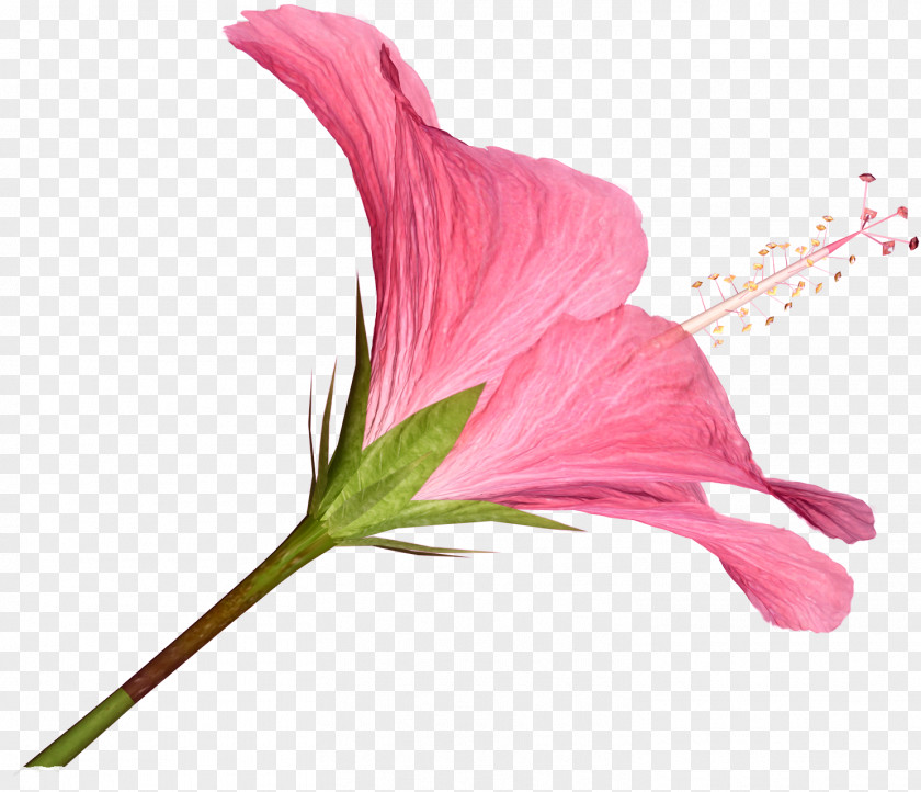 Hibiscus Cut Flowers Clip Art PNG