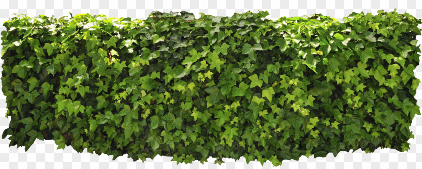 Ivy Hedge PNG