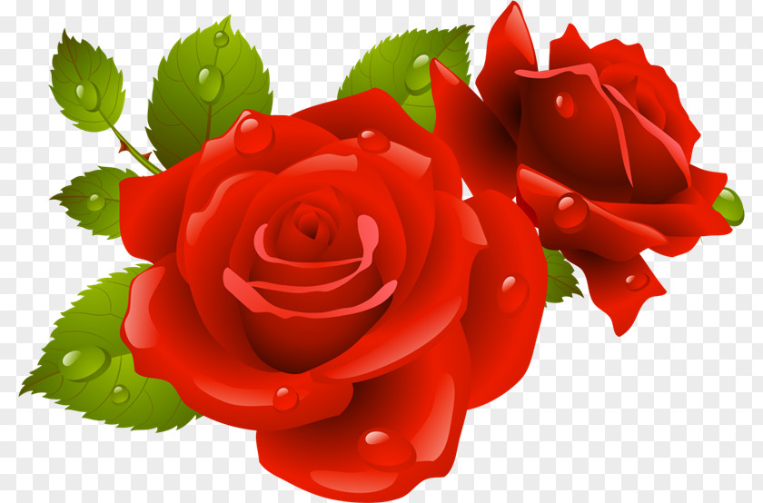 Rosa Roja Rose Clip Art PNG