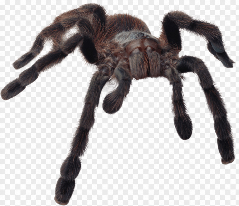 Scary Spiders (Collins Gem) Gem Tarantula PNG