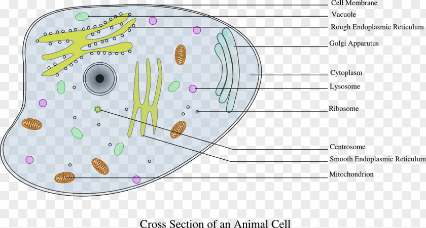 Biology Cell Cèl·lula Animal Clip Art PNG