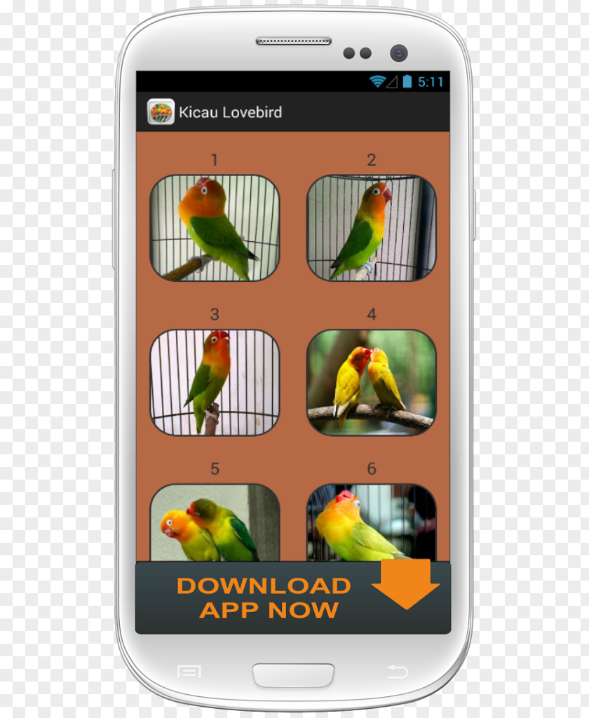 Bird Lovebird Google Play Screenshot PNG