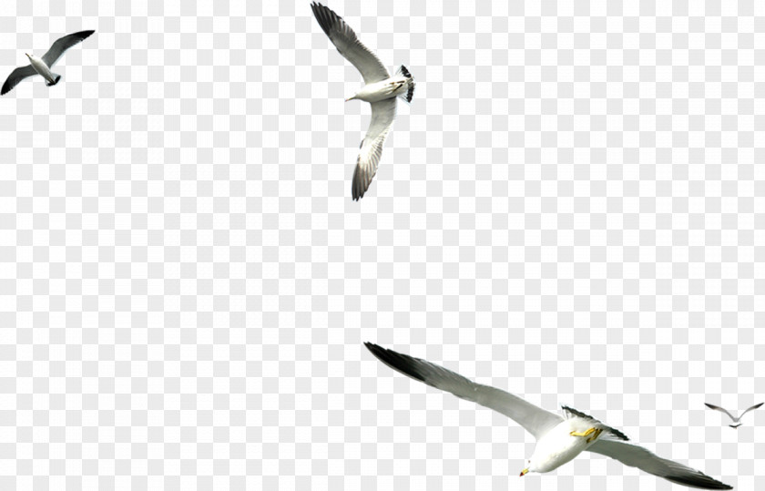 Bird Seabird Large White-headed Gulls Clip Art PNG