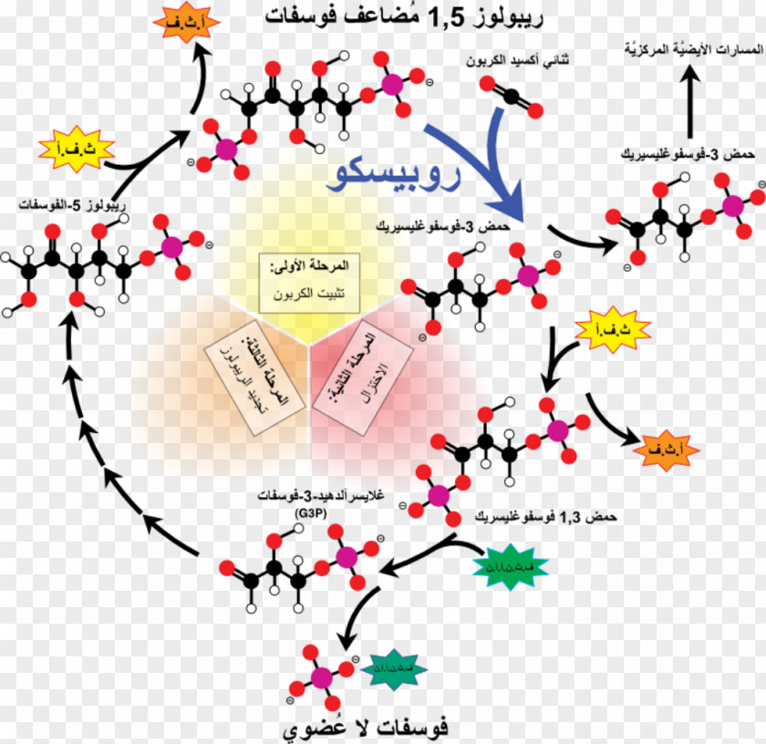 Calvin Cycle Plants RuBisCO Light-independent Reactions Ribulose 1,5-bisphosphate Carbon Dioxide PNG