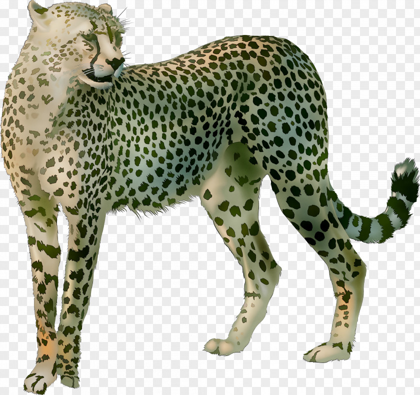 Cheetah Leopard Big Cat Terrestrial Animal PNG