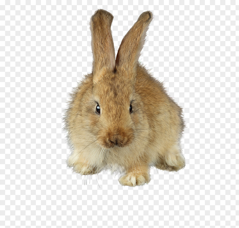 Cute Stuffed Rabbit Domestic Gxf6ppingen Rechberg Drei Kaiserberge Stuifen PNG