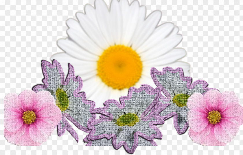 Flower Cut Flowers Transvaal Daisy Internet Floral Design PNG
