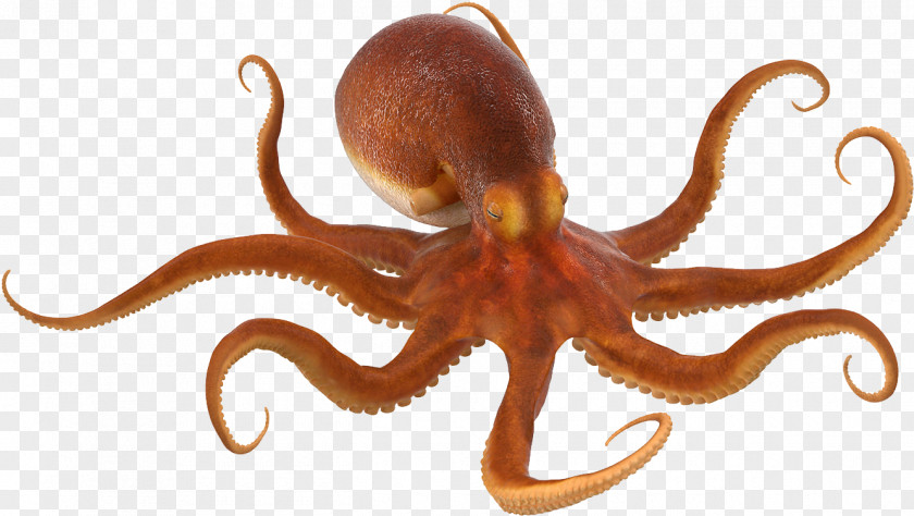 Octopus Curled TurboSquid Common PNG