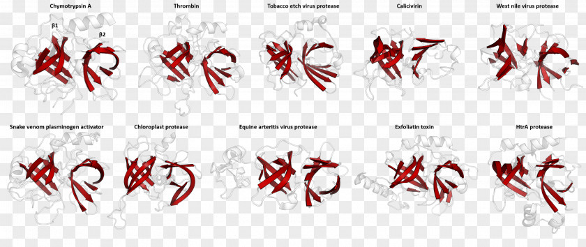 PA Clan Divergent Evolution Serine Protease Beta Barrel PNG