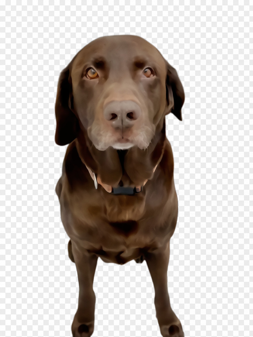 Pointing Breed Sporting Group Dog Weimaraner Labrador Retriever PNG