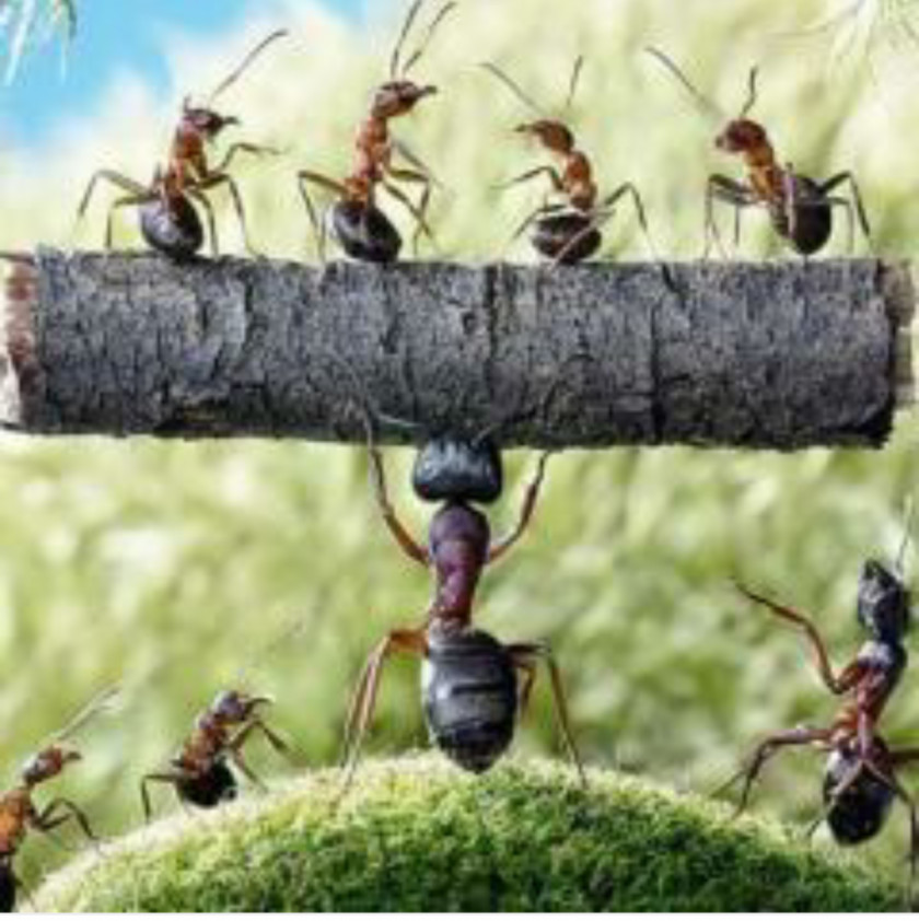 Ants Camponotus Herculeanus Insect Weaver Ant Amazing Antics PNG