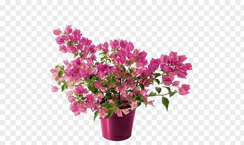 Flower Mother's Day Azalea Bougainvillea Plant PNG