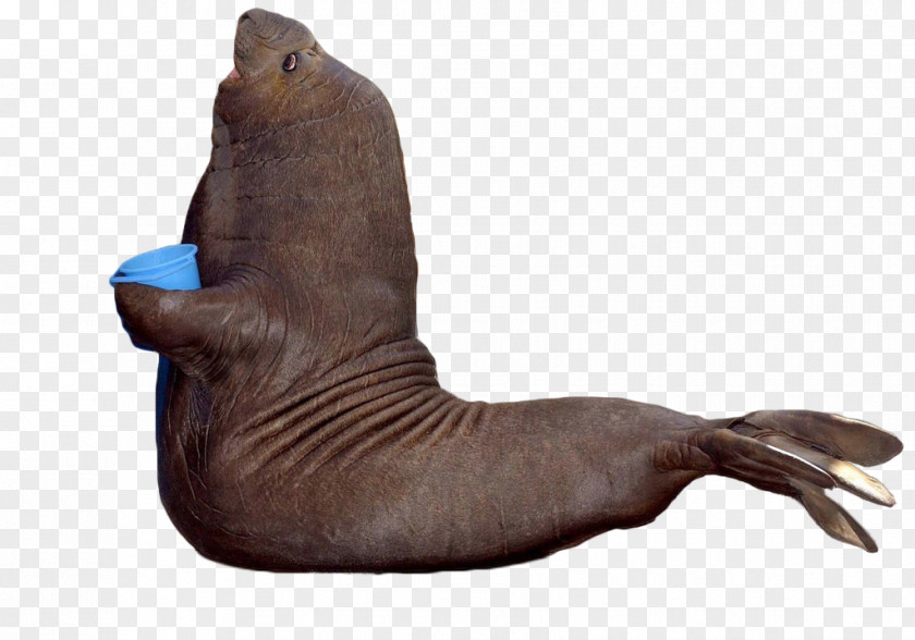 Walrus Sea Lion Elephant Seal PNG