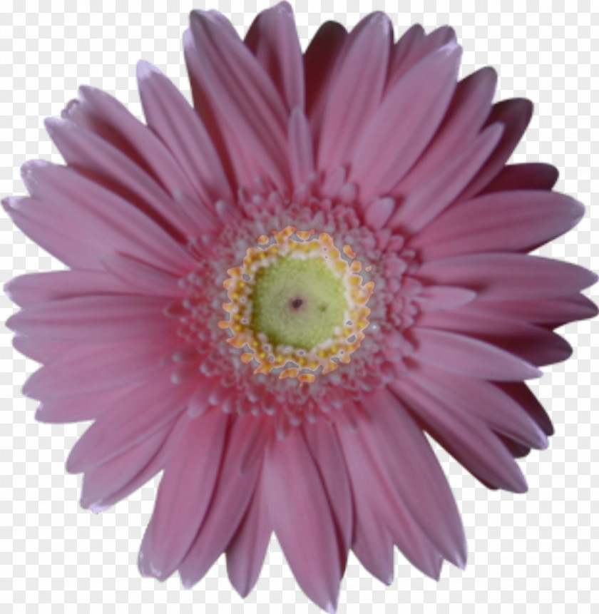 Camomile Flower Bouquet PNG
