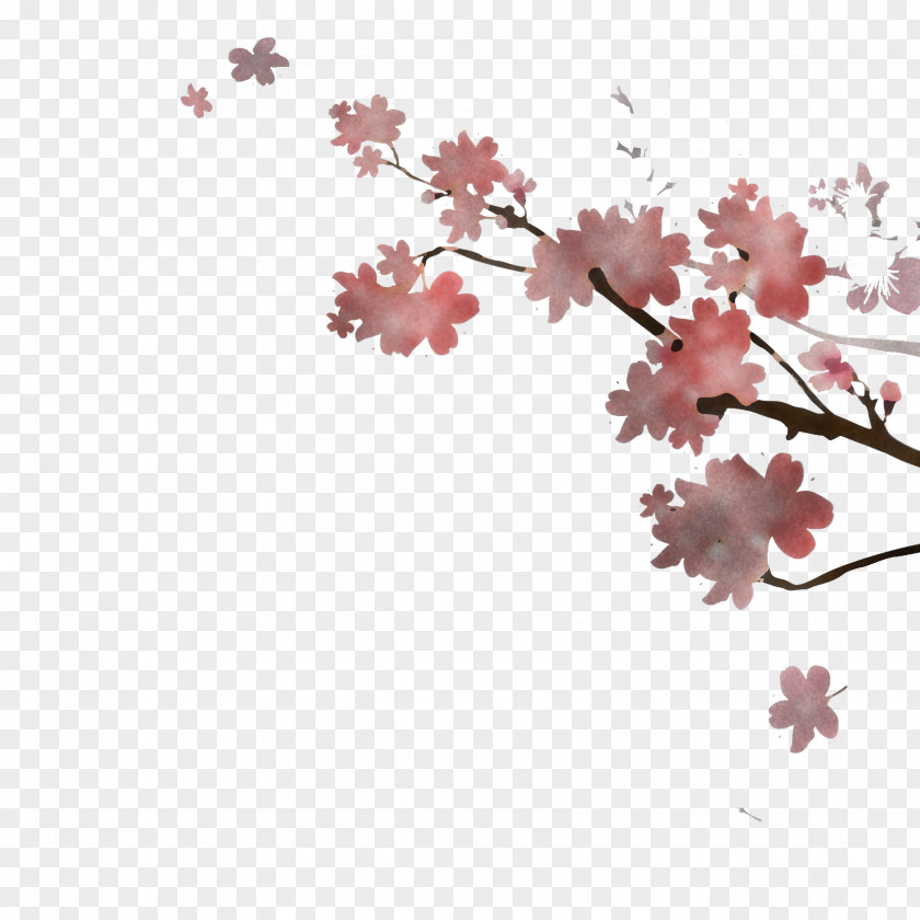 Cherry Blossom PNG