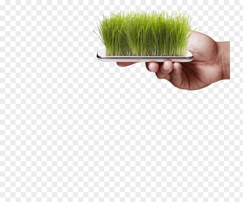 Design Grasses PNG