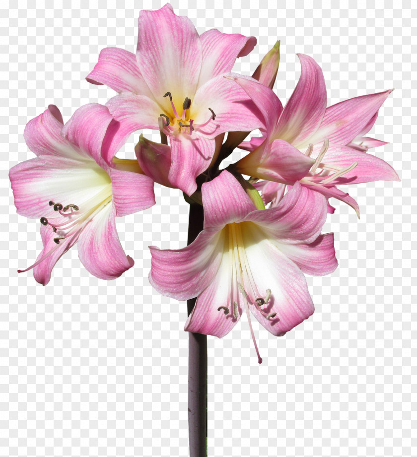 Flower Jersey Lily Belladonna Plants Of The Nile PNG