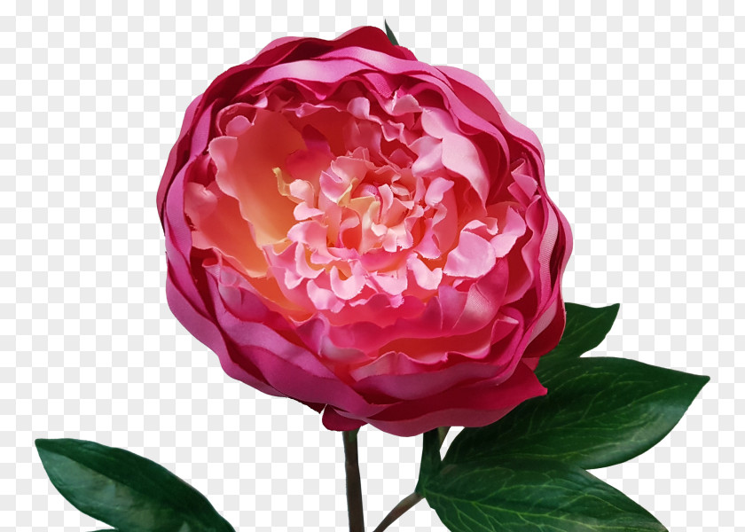 Peony Garden Roses Floribunda Cabbage Rose Cut Flowers PNG