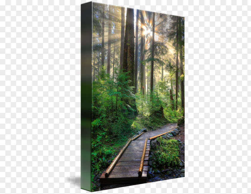 Enchanted Forest Mural Art Olympic Peninsula Wallpaper PNG