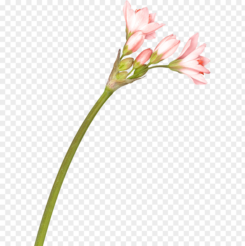 Flower Cut Flowers Lily Of The Incas Wildflower PNG