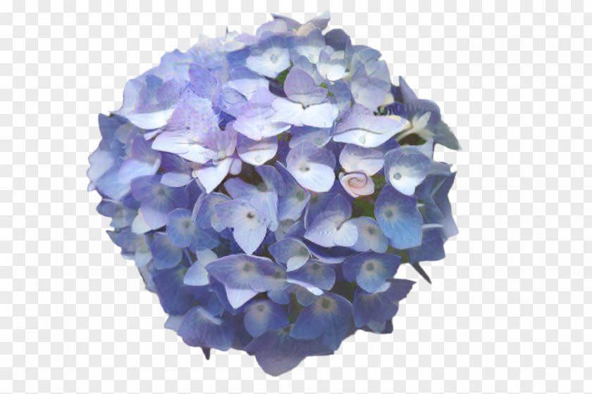 French Hydrangea Image Plants Clip Art Watercolor Painting PNG
