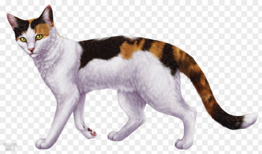 Kitten Domestic Short-haired Cat American Wirehair Aegean European Shorthair PNG