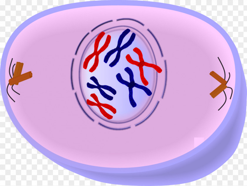 Prophase Cell Division Mitosis Cycle Metaphase PNG
