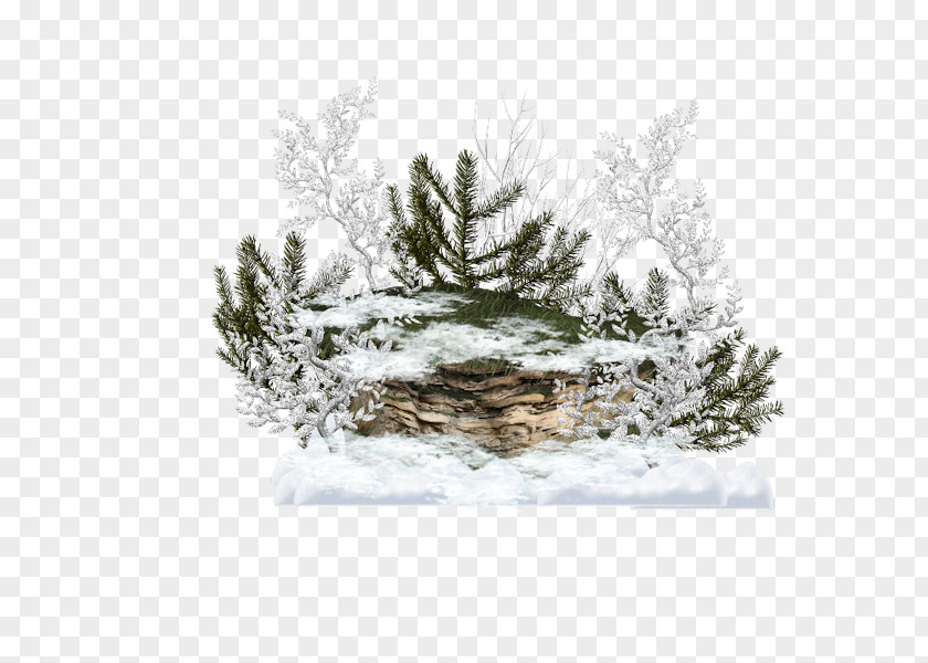 Christmas Tree Fir Spruce Ornament Day PNG