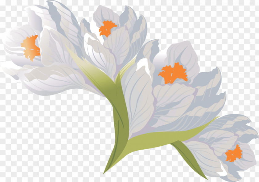 Crocus Flower PhotoScape PNG