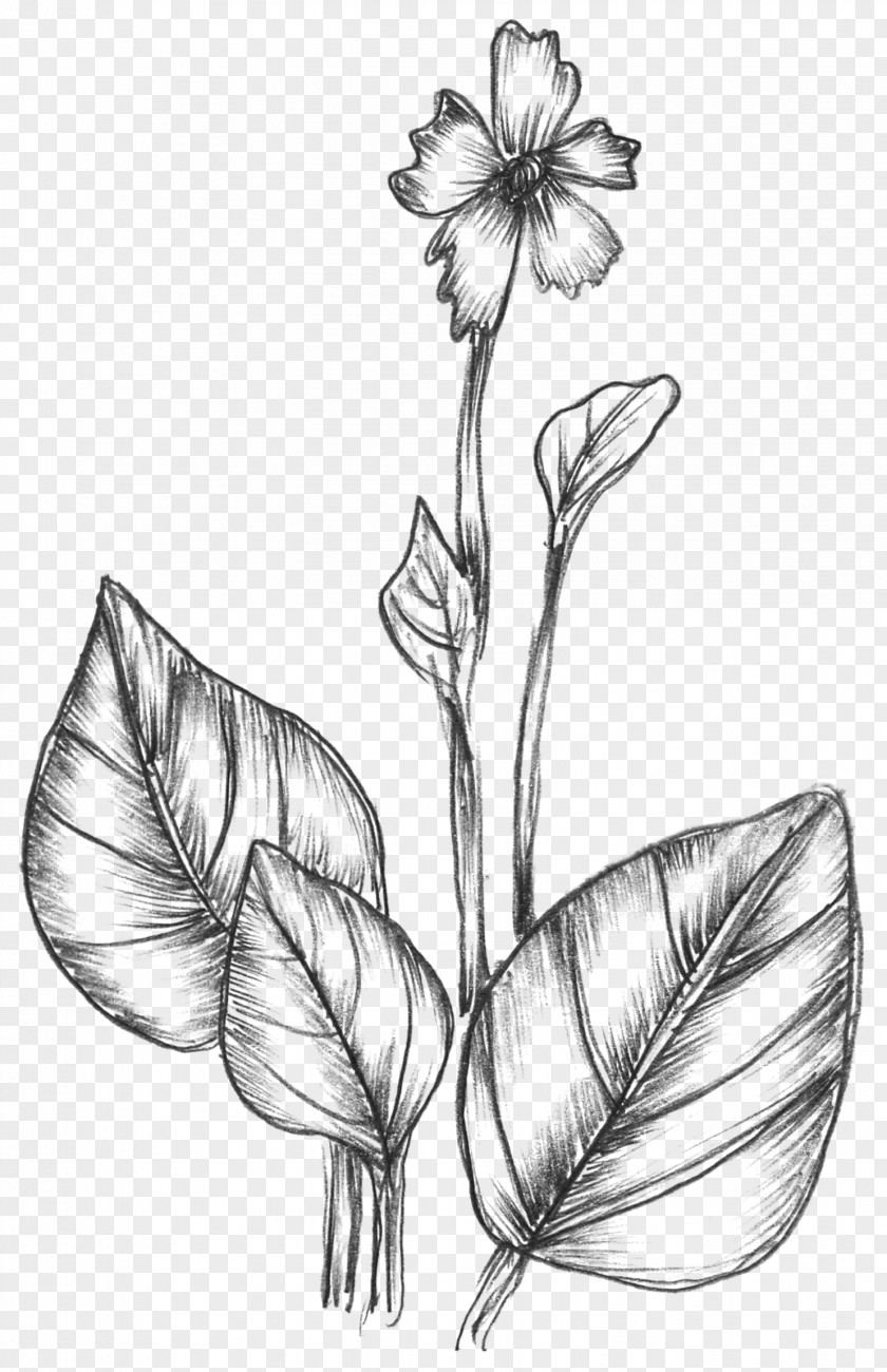 Drawing Flower Nature Graphics PNG