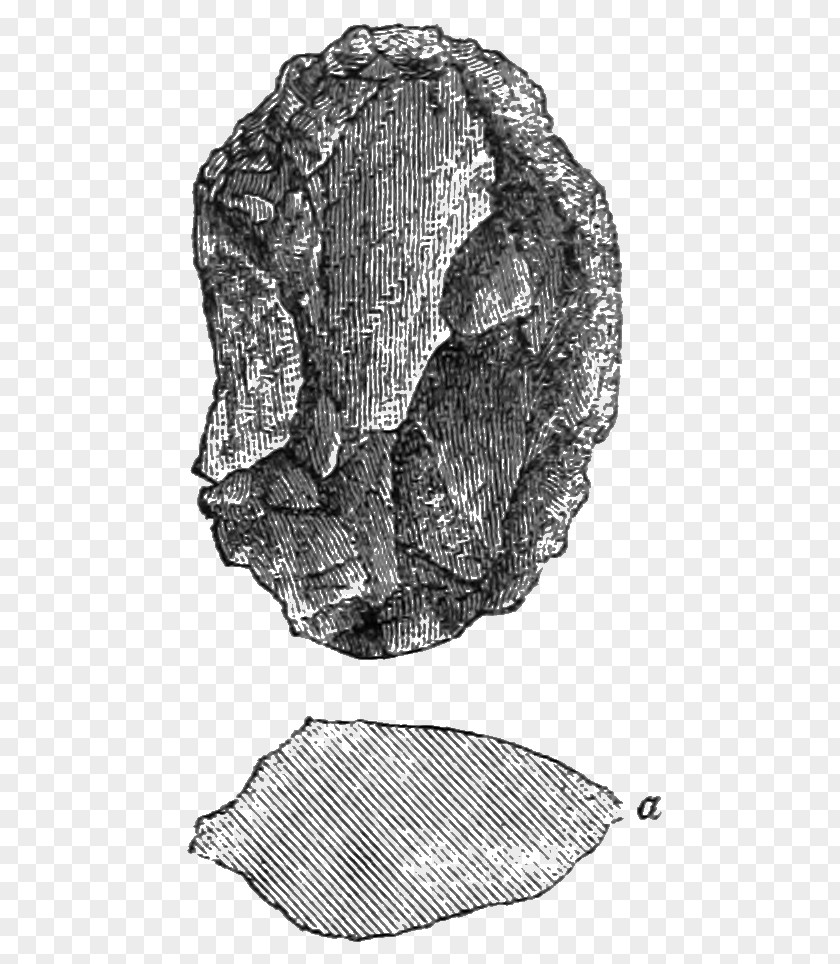 Fig Clam Mussel Oyster Monochrome Photography Drawing PNG